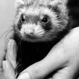 Polecat ferret found in South London December 1974 Being held by a vet