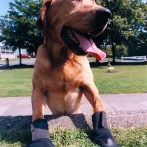 Police dog Bryson wearing the new armoured boots which are to be used in hazardous areas