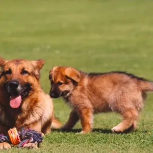 Police dog Russ playing with puppy Asa