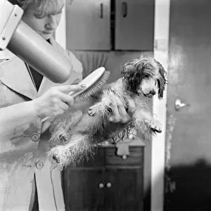 Poodle owned by Miss Marilyn Willis seen here getting the full beauty treatment