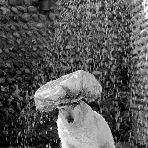 Poodle wearing a shower cap to keep her ears dry April 1975 75-2226-004