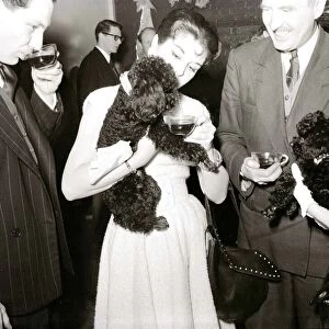 Poodles drinking tea at a birthday party for a fellow poodle dog January 1955