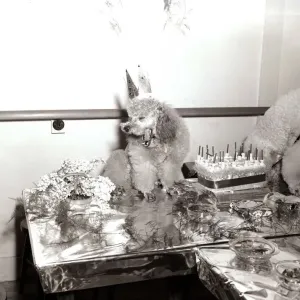 Poodles wearing hats, drinking champagne at a birthday party for a fellow poodle dog