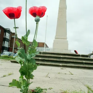 Poppies growing through the paving at Redcar War Memorial, Coatham Road, Town Centre Poppies growing through the paving at Redcar War Memorial, Coatham Road, Town Centre