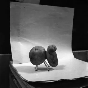 Potato shaped like a dog. January 1953 D486