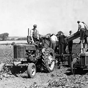 Potato or Tattie picking is no longer the back breaking job it used to be