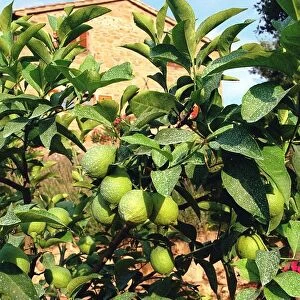 Potted Lemon Tree - Italy Umbria region Food Fruit Lemons