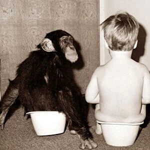 Potty Training - this young chimp joins his young friend for potty training