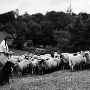 At prayer in the fields. Miss Eileen Foot, girl shepherdess of Almondsbury, near Bristol At prayer in the fields. Miss Eileen Foot, girl shepherdess of Almondsbury, near Bristol