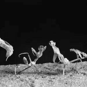 Praying Mantis squaring up to each other. Circa 1960 Praying Mantis squaring up to each other. Circa 1960
