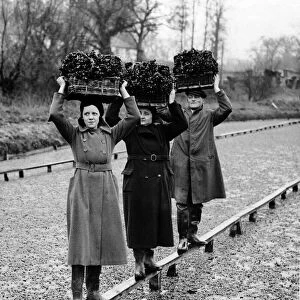 Preparing the watercress harvest. Watercress beds throughout the country