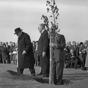 Winston Churchill Planting Oak Tree Print Winston Churchill Planting Oak Tree Print