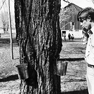 Prince Andrew samples the syrup from a maple Tree March 1977