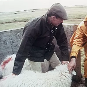 Prince Charles dipping sheep with helper on farm 1992