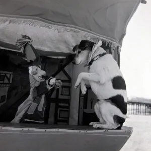 Prince the dog who plays the part of Toby in Joe Grennes Puch and Judy show Prince the dog who plays the part of Toby in Joe Grennes Puch and Judy show