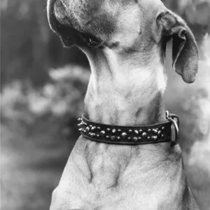 A very proud looking Great Dane