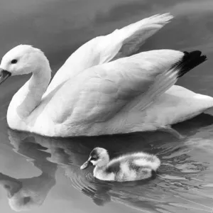 This proud swan print shows off her single cygnet This proud swan print shows off her single cygnet