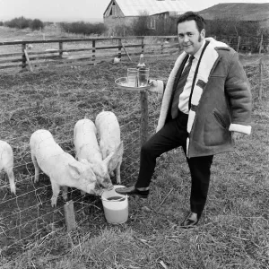 Pub landlord fattens his pigs on beer, New Marske. 1973 Pub landlord fattens his pigs on beer, New Marske. 1973