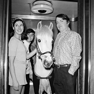 "Puff"a Welsh mountain pony in a lift with, left to right, Susan Stranks