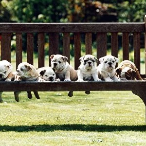 Pug dog puppies all lined up on the Park Bench July 1995