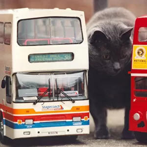 Pugsley the cat with models of a Stagecoach bus and a London Routemaster