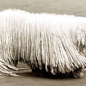 Puli dog - long hair in dreadlocks unusual