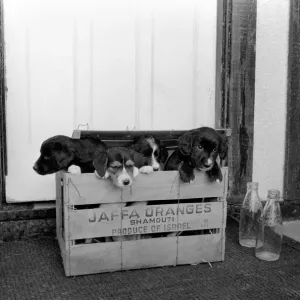Puppies found abandoned in box. November 1969 Z11391-002 Puppies found abandoned in box. November 1969 Z11391-002