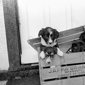 Puppies found abandoned in box. November 1969 Z11391-005