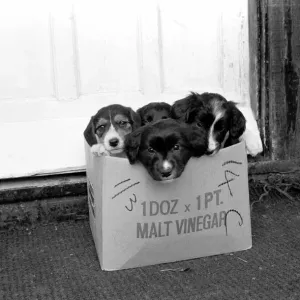 Puppies found abandoned in box. November 1969 Z11391-007 Puppies found abandoned in box. November 1969 Z11391-007