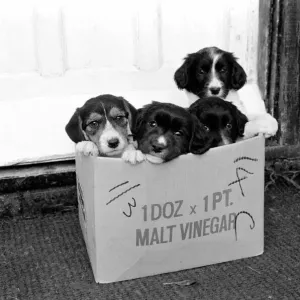 Puppies found abandoned in box. November 1969 Z11391-010 Puppies found abandoned in box. November 1969 Z11391-010