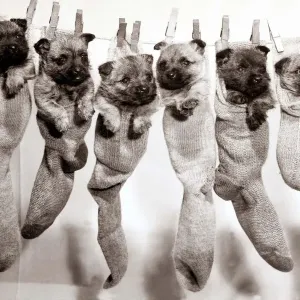 Six puppies hanging from sock pegged onto a clothes line Six puppies hanging from sock pegged onto a clothes line