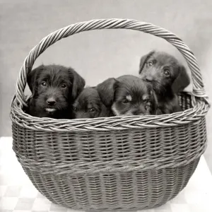 Puppies inside a basket circa 1960s