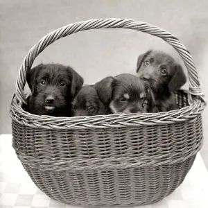 Puppies inside a basket circa 1960s animal animals dog dogs pets pet cute pup puppy Puppies inside a basket circa 1960s animal animals dog dogs pets pet cute pup puppy
