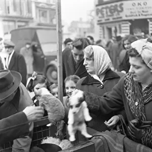 Puppies for sale at a stall in the flea market at Club Row, Bethnal Green