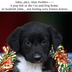 Puppy left at cat and dog home Seafield Edinburgh wearing Christmas tinsel Party
