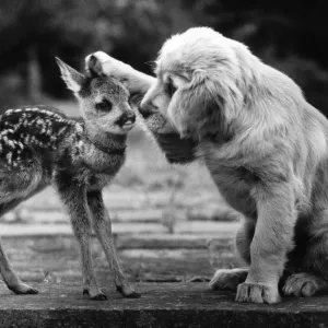 Its Puppy love for Blaze the Golden Retriever. He just cannot keep his paws off Its Puppy love for Blaze the Golden Retriever. He just cannot keep his paws off