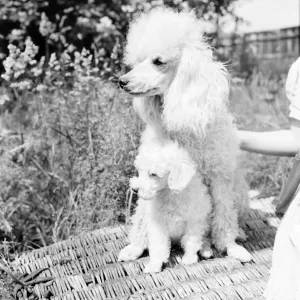 Cucciolo con cane poodle. Giugno 1953 D3291-002 Cucciolo con cane poodle. Giugno 1953 D3291-002