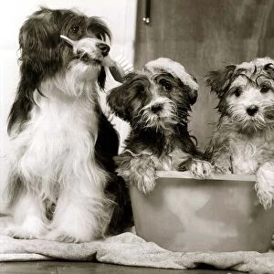 These two pups are being carefully groomed for childrens TV show Rub-A-Dub-Tub