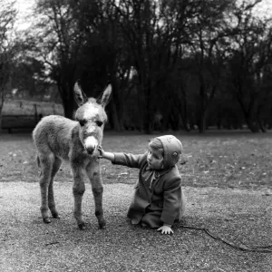 Pygmy Donkey at Whipsnade Zoo Print, 1953