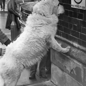 Print of a Pyrenean Mountain Dog reading a sign Print of a Pyrenean Mountain Dog reading a sign