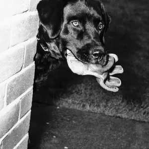 Pytch a sleek eight month old Labrador is being trained to hunt out marijuana Pytch a sleek eight month old Labrador is being trained to hunt out marijuana