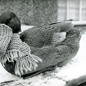 Quackers! Dottie the duck wearing scarf and beak warmer in the snow