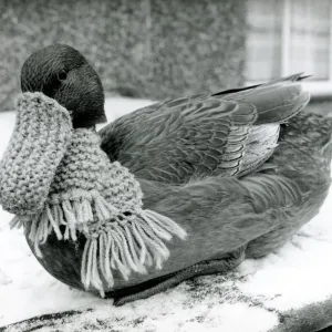 Quacker! Doti die Ente mit Schal und Schnabelwärmer im Schnee