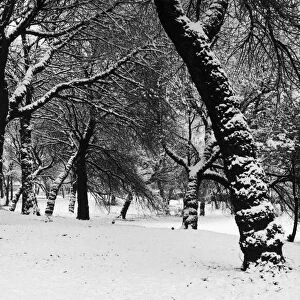 Queens Park Manchester Weather - Winter snow trees tree 11 / 12 / 1981