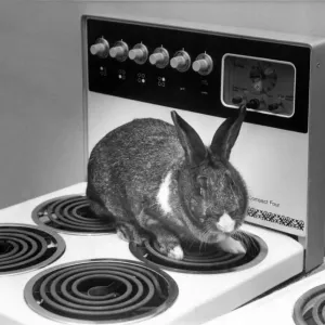 A rabbit on a electric cooker A rabbit on a electric cooker