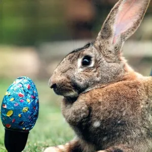 A rabbit keeping an eye on his Easter egg A rabbit keeping an eye on his Easter egg