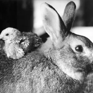 A rabbit takes a chick for a ride on its back A rabbit takes a chick for a ride on its back
