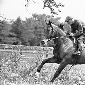 Racehorse Nijinsky at Vincent O Briens Baldoyle Stables during a training