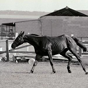 Racehorse Sea Pigeon at Malton stables. 21st July 1983