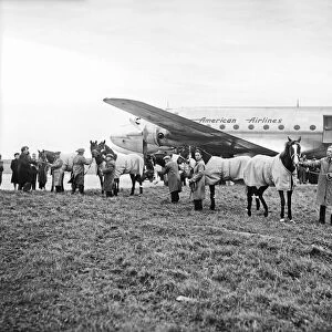 Racehorses bound to the USA being loaded at Shannon Airport in Ireland